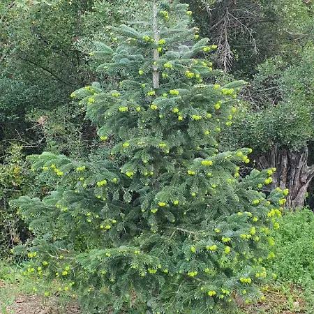 Penelope's Perithiotissa
